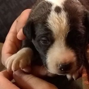 Meet your Posher, George